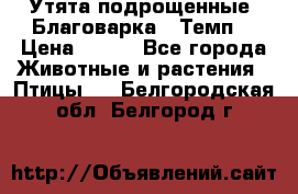 Утята подрощенные “Благоварка“,“Темп“ › Цена ­ 100 - Все города Животные и растения » Птицы   . Белгородская обл.,Белгород г.